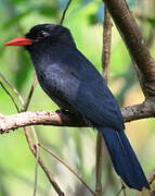 Black-fronted Nunbird