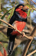 Bearded Barbet