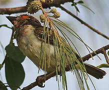 Vieillot's Barbet