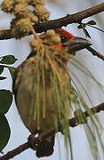 Vieillot's Barbet