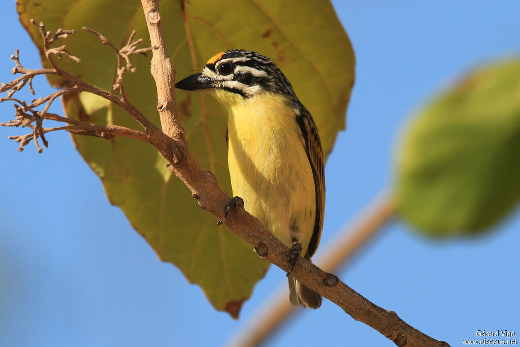 Yellow-fronted Tinkerbirdadult