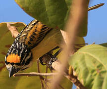 Yellow-fronted Tinkerbird