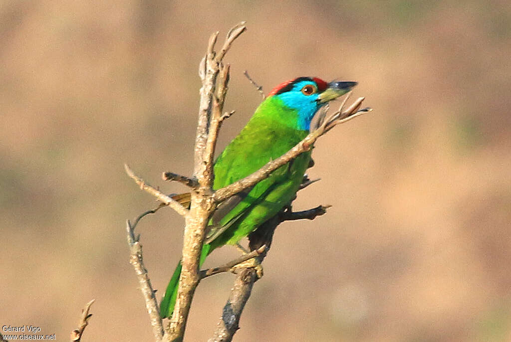 Blue-throated Barbetadult, Behaviour