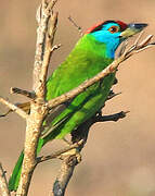 Blue-throated Barbet