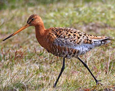 Black-tailed Godwit