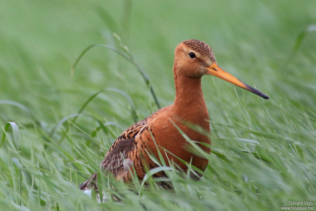 Black-tailed Godwitadult breeding