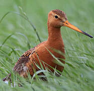 Black-tailed Godwit