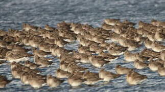 Black-tailed Godwit