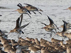 Black-tailed Godwit