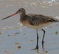 Bar-tailed Godwit