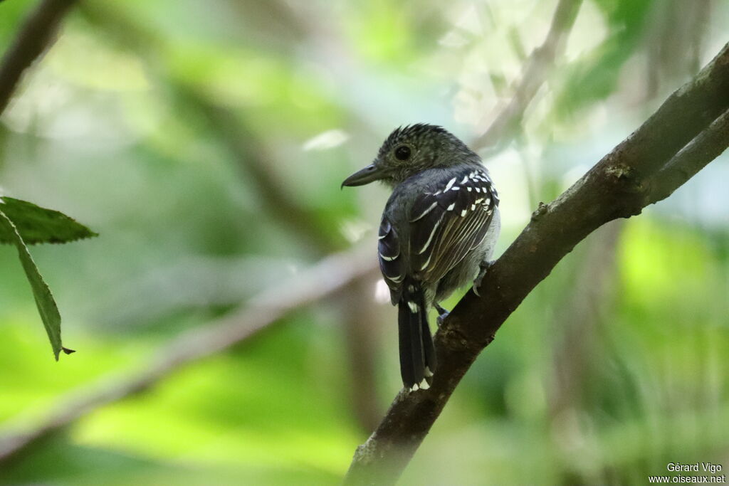 Black-crowned Antshrike male adult