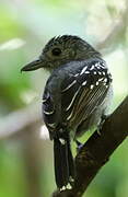 Black-crowned Antshrike