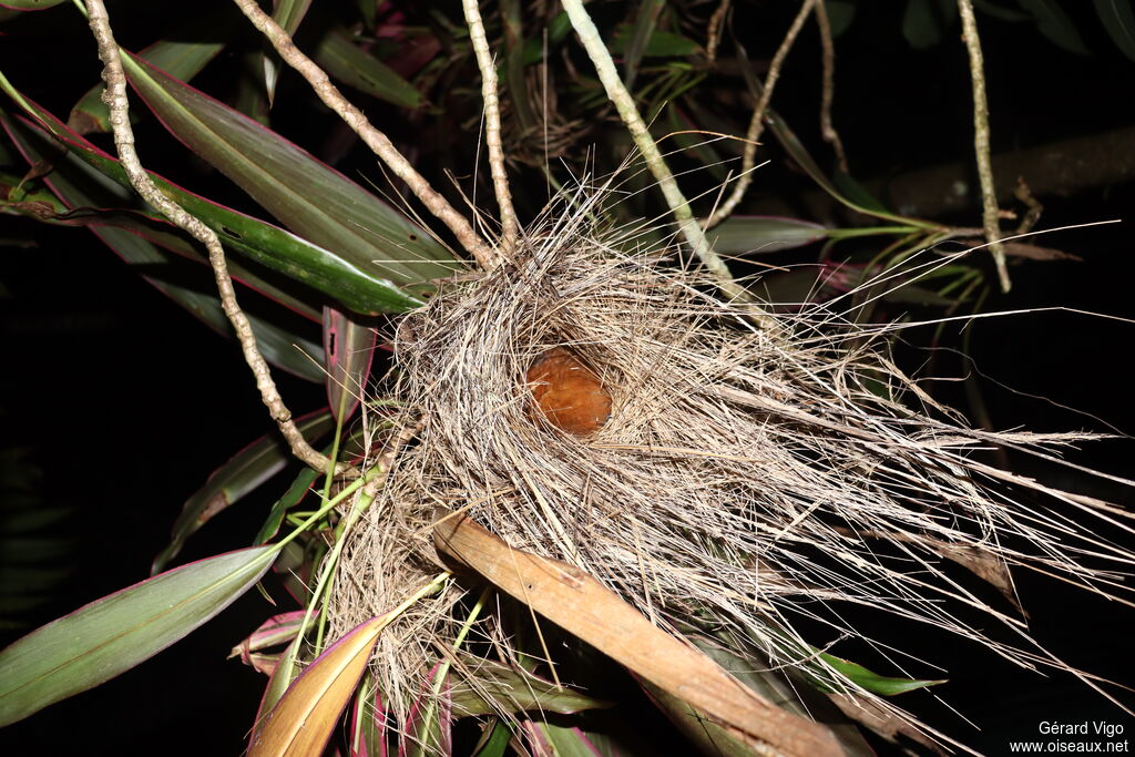 Black-crowned Antshrike female adult, Reproduction-nesting