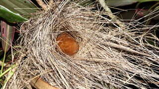 Black-crowned Antshrike