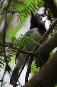 Collared Antshrike