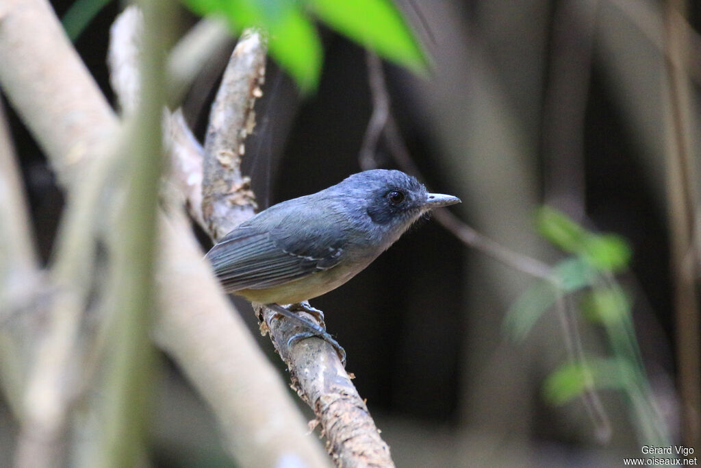 Plain Antvireo male adult