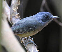 Plain Antvireo