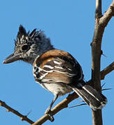 Black-crested Antshrike