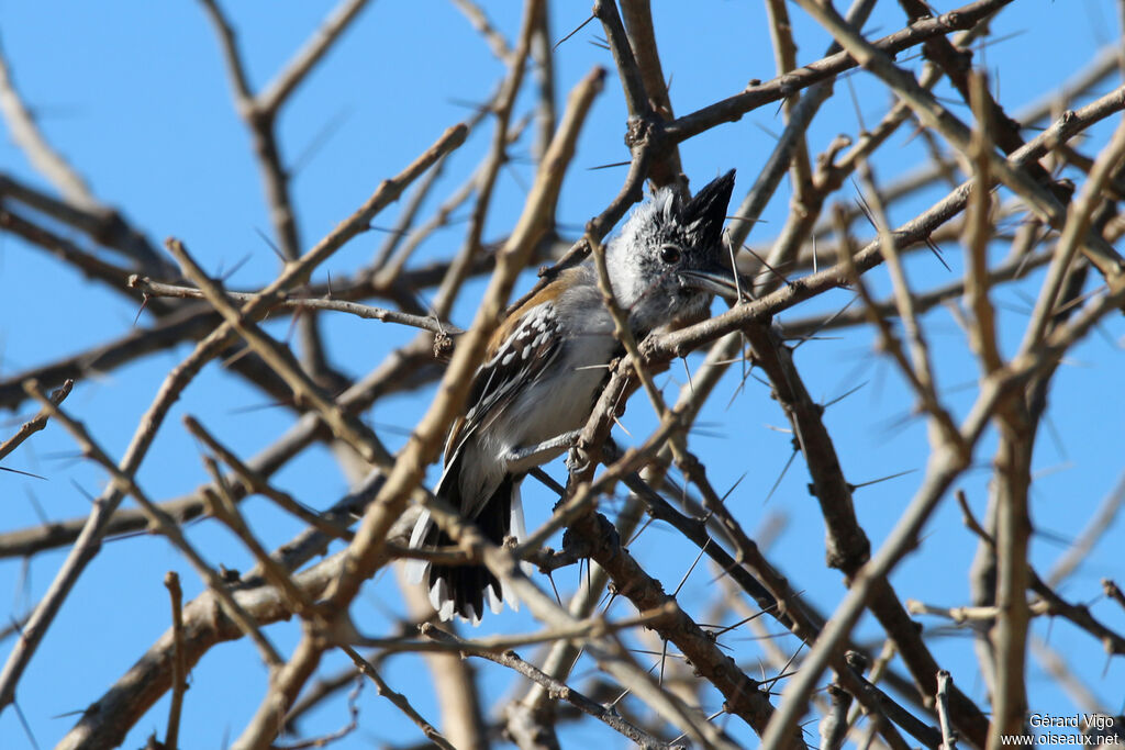 Black-crested Antshrike