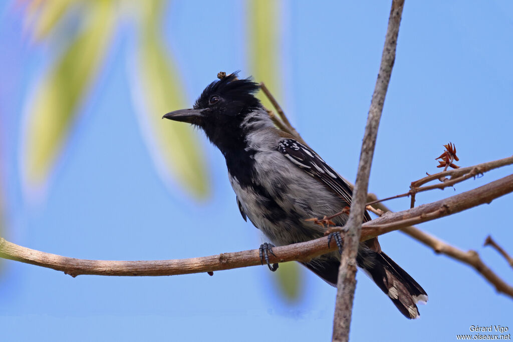 Black-crested Antshrikejuvenile