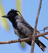 Black-crested Antshrike