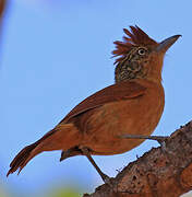 Barred Antshrike