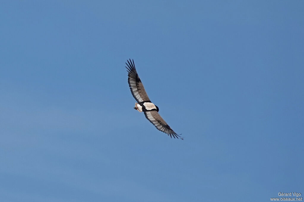 Bateleur des savanes
