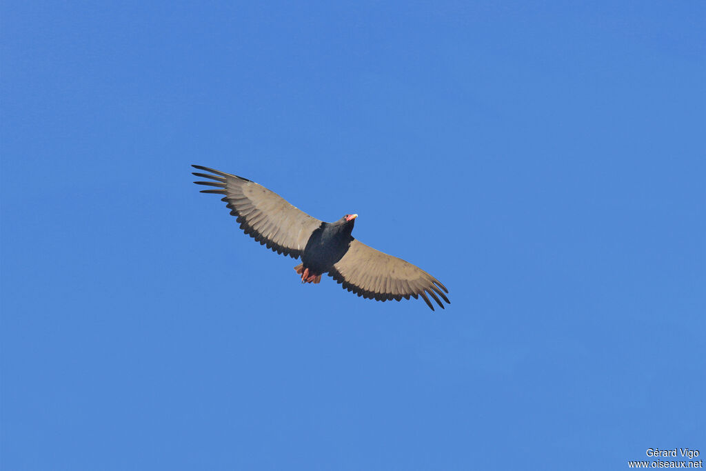 Bateleur female adult