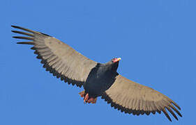 Bateleur des savanes