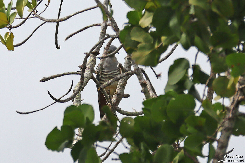 Pacific Bazaadult