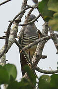 Pacific Baza