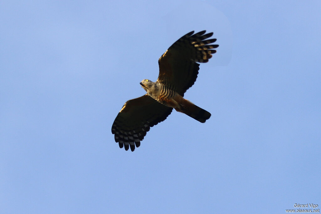 Pacific Bazaadult, Flight