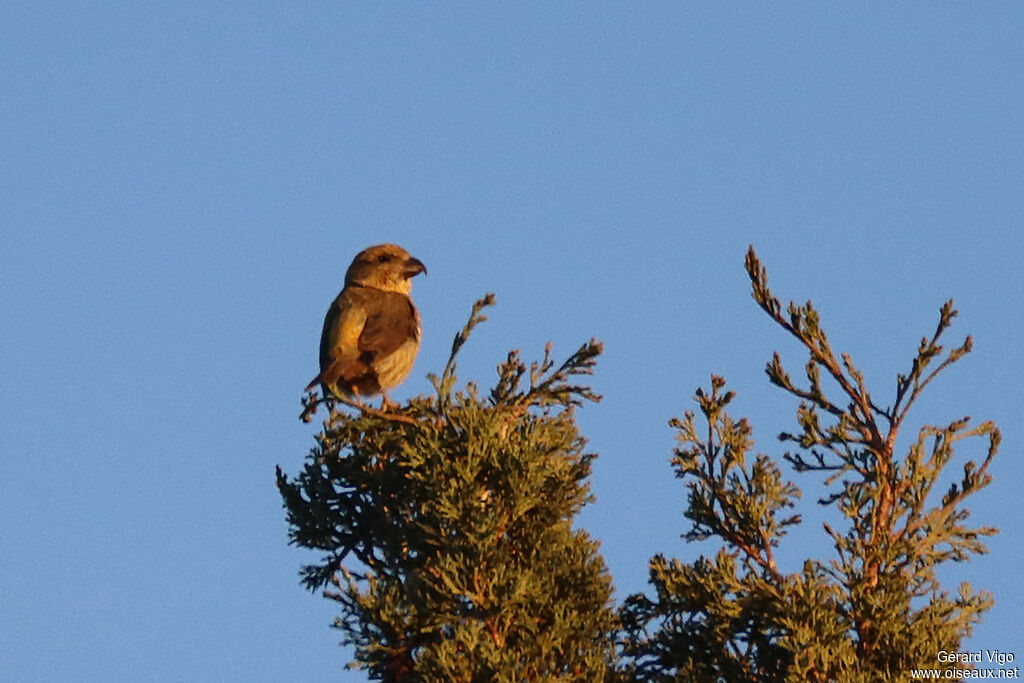 Bec-croisé des sapins femelle adulte