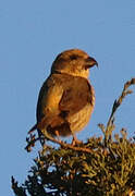 Red Crossbill