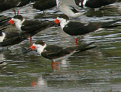 Black Skimmer