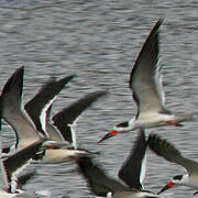 Black Skimmer