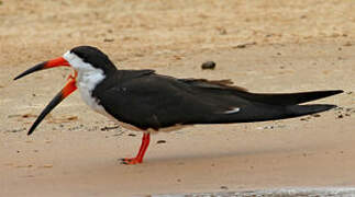 Black Skimmer