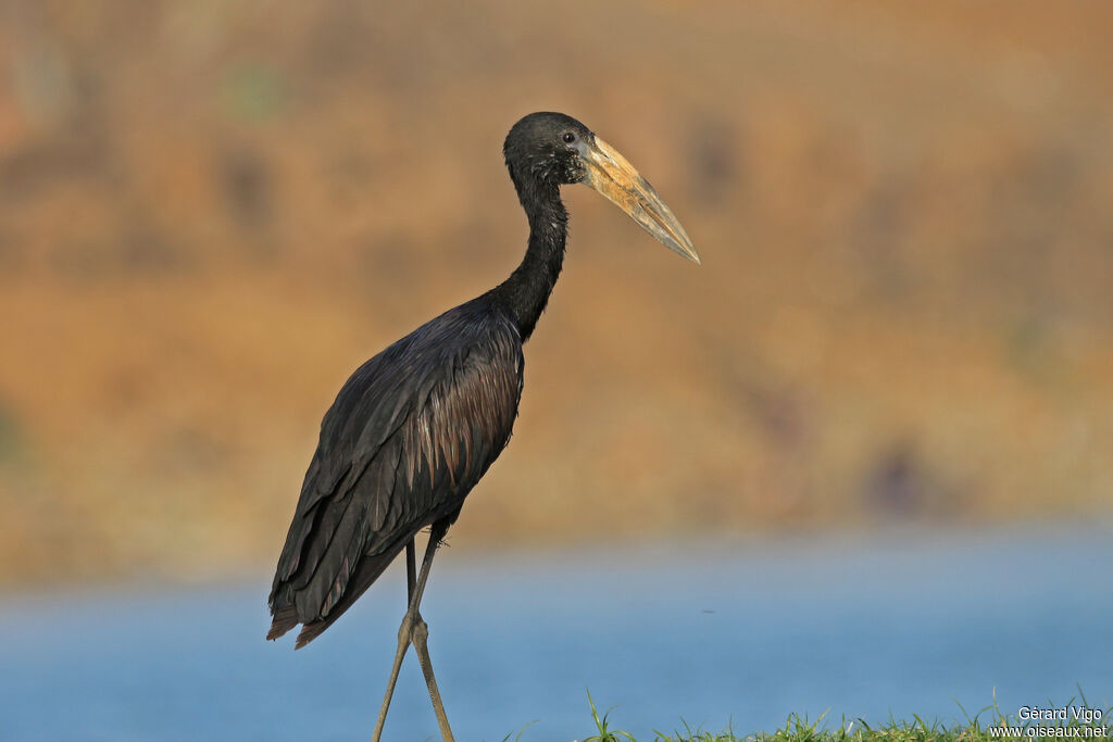 African Openbilladult