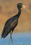 African Openbill