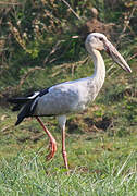 Asian Openbill