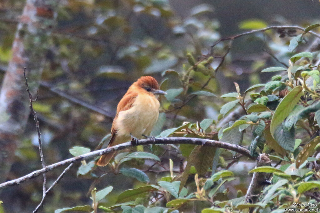 One-colored Becard female adult, identification