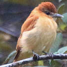 Bécarde unicolore