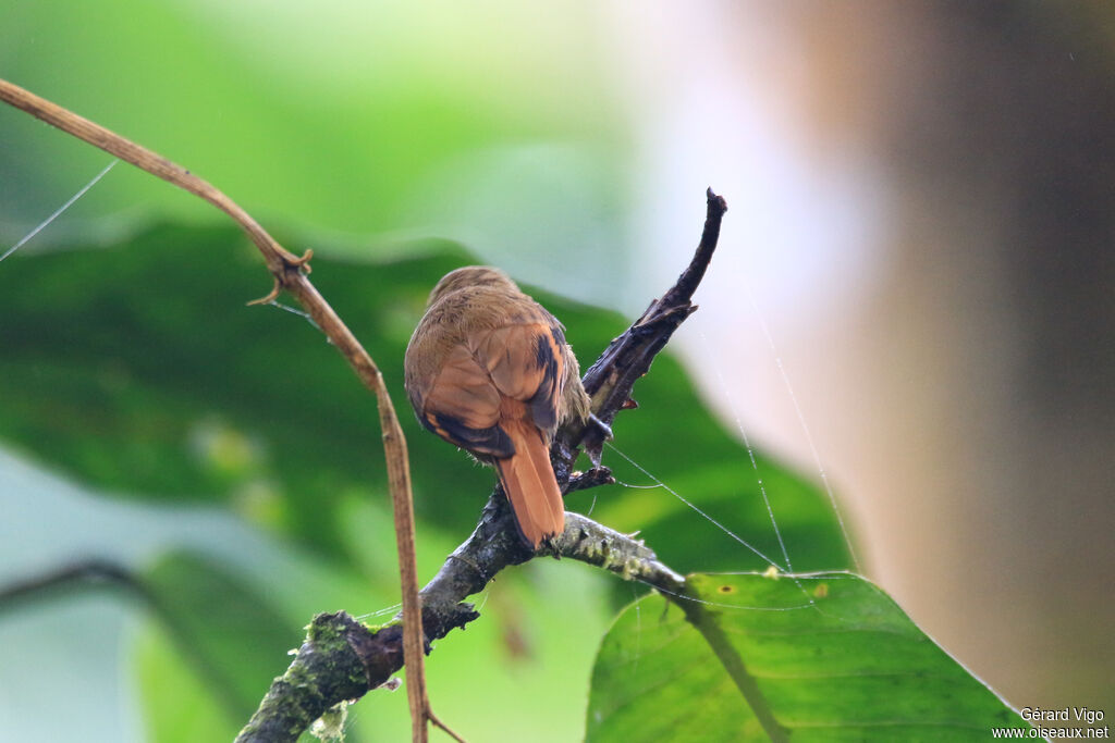 One-colored Becard female adult