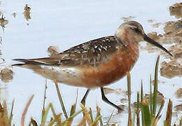 Curlew Sandpiper