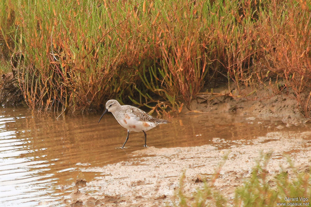 Curlew Sandpiperadult