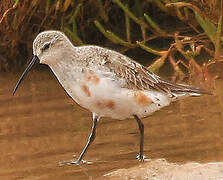 Curlew Sandpiper