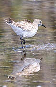 White-rumped Sandpiper