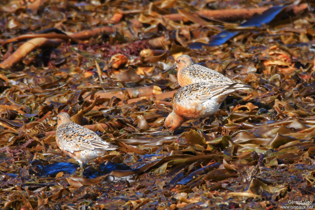 Red Knotadult breeding