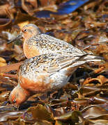 Red Knot