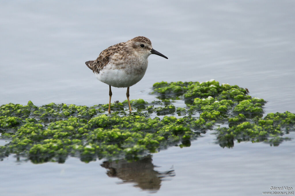 Bécasseau minusculeadulte